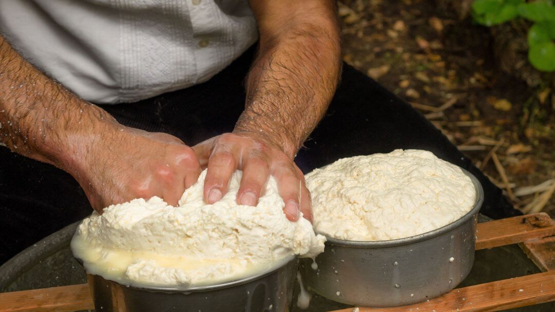 the hands of a shepherd are into the ricotta cheese preparation