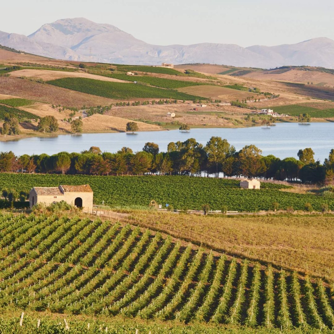 paesaggio con vigneti